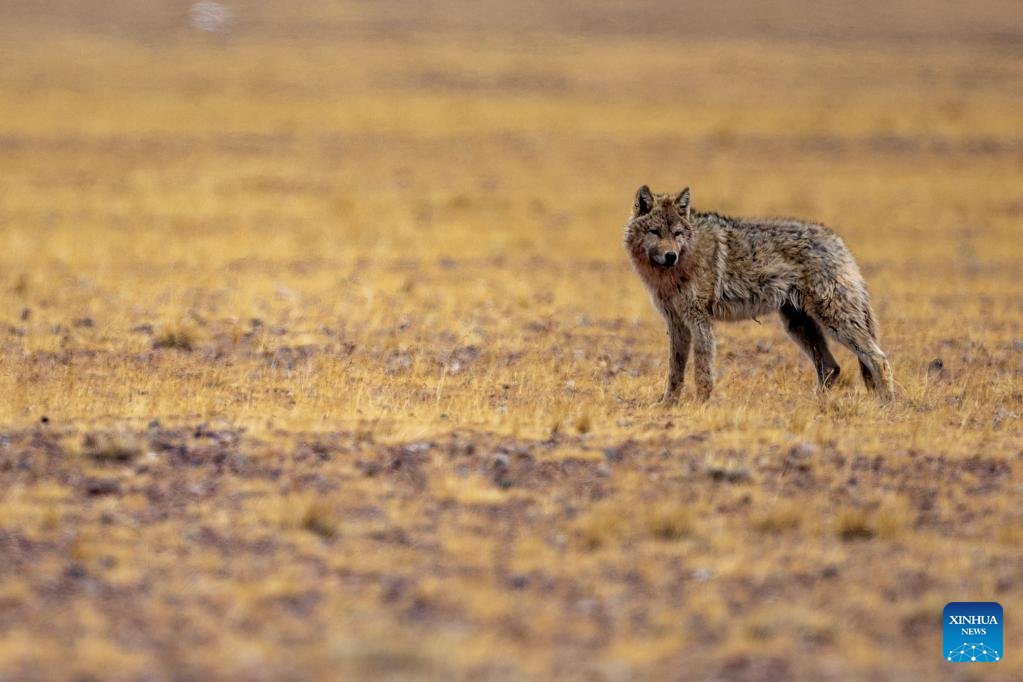 In pics: wild animals at Changtang National Nature Reserve in SW China's Xizang