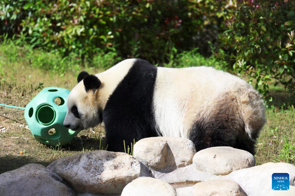 In pics: giant pandas at Tangshan Ziqing Lake wildlife zoo in Nanjing