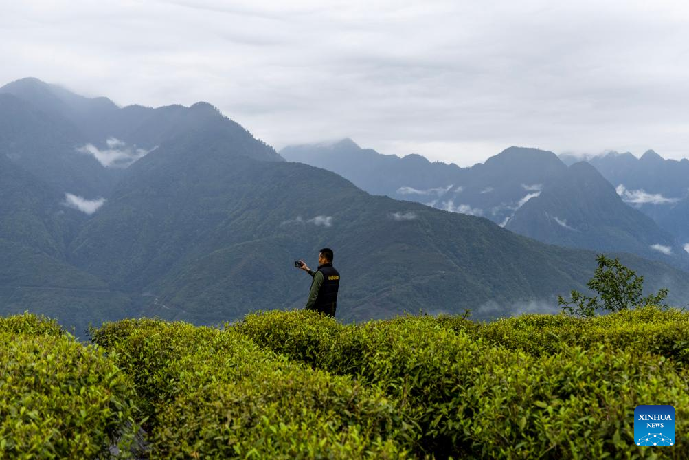 Across China: Tea industry flourishes in former secluded valley in Xizang