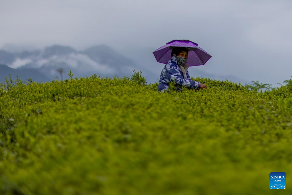 Across China: Tea industry flourishes in former secluded valley in Xizang