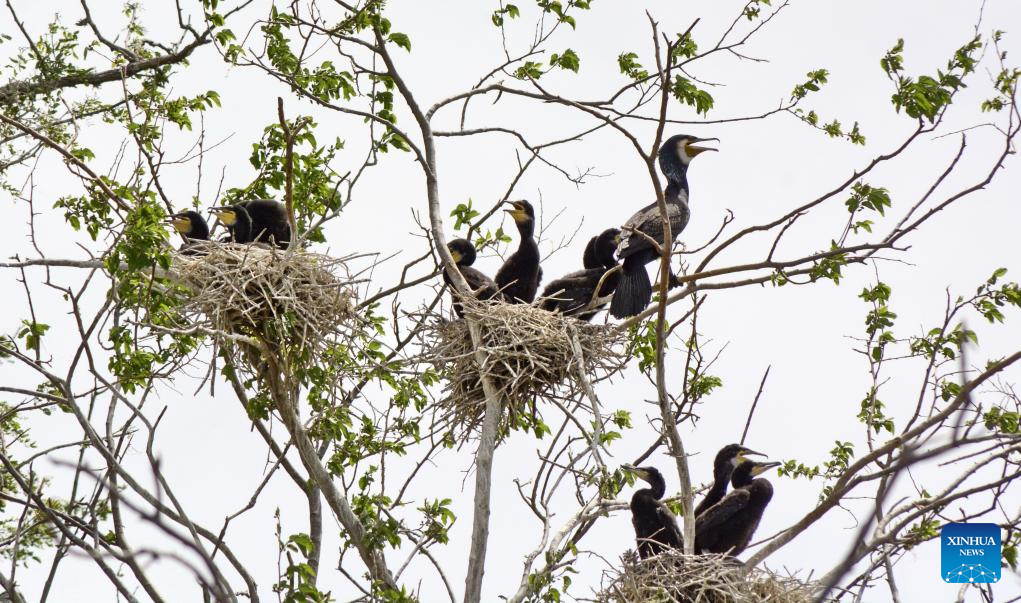 Local authorities take measures to create good habitat for birds in Beijing