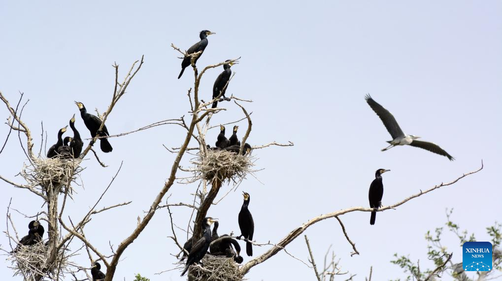 Local authorities take measures to create good habitat for birds in Beijing