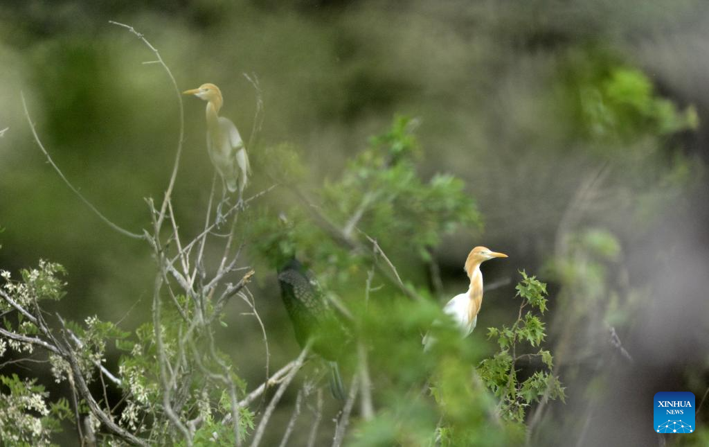 Local authorities take measures to create good habitat for birds in Beijing