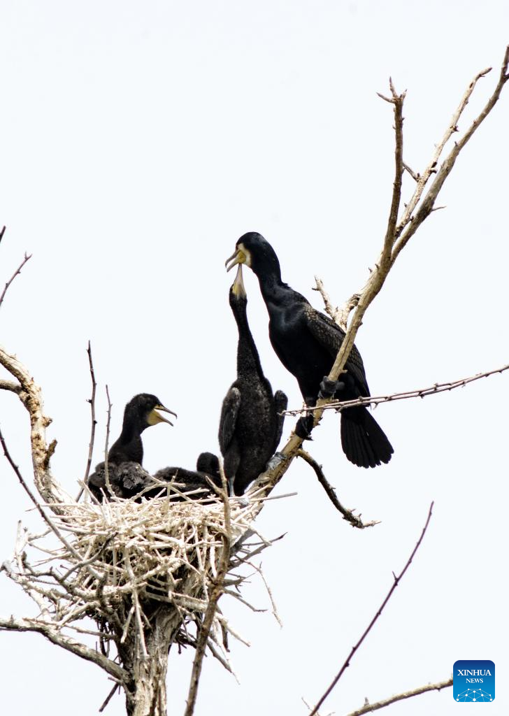 Local authorities take measures to create good habitat for birds in Beijing