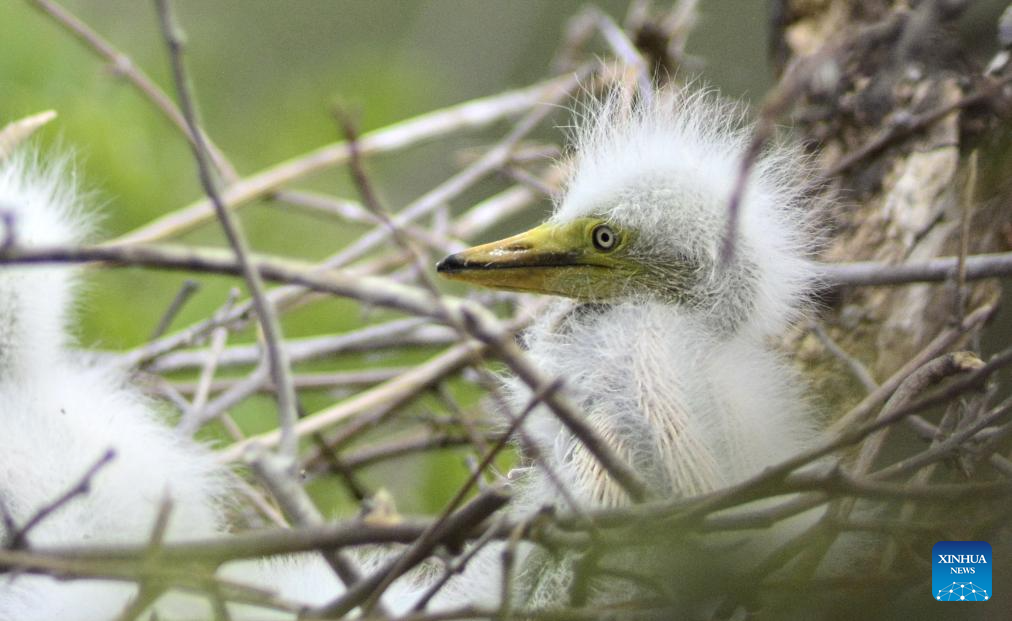 Local authorities take measures to create good habitat for birds in Beijing