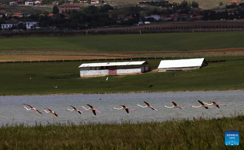 Feature: Türkiye's Ankara lakes welcome migratory birds