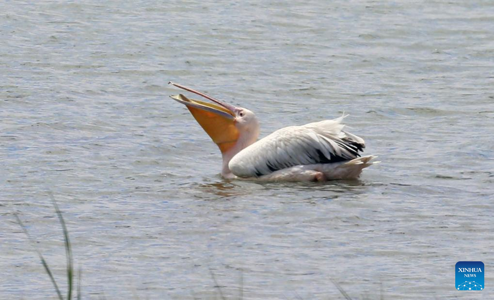 Feature: Türkiye's Ankara lakes welcome migratory birds