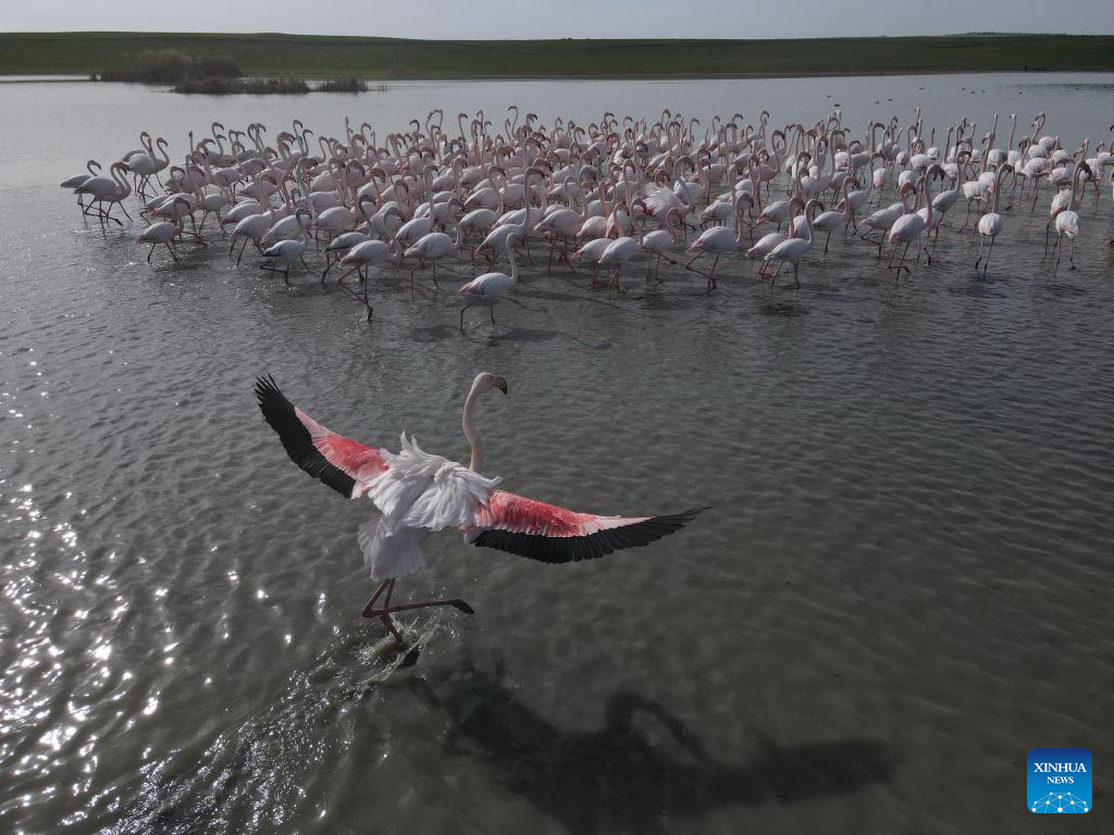 Feature: Türkiye's Ankara lakes welcome migratory birds