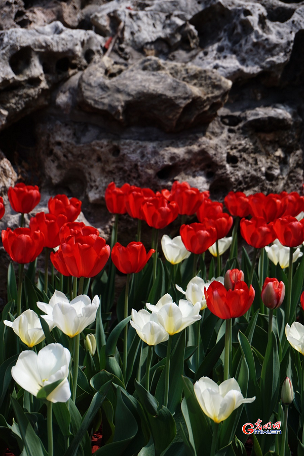 Tulip Festival held at Zhongshan Park, Beijing