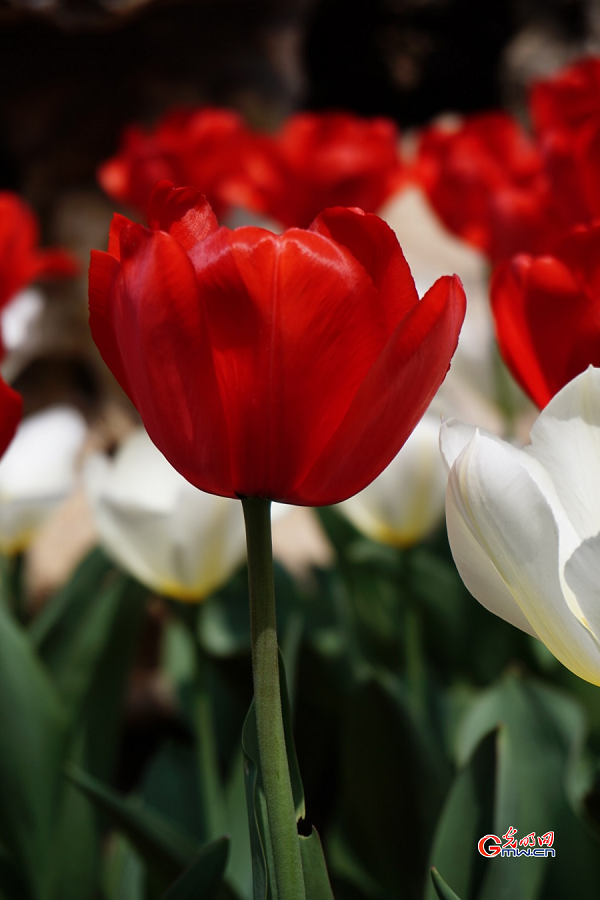 Tulip Festival held at Zhongshan Park, Beijing