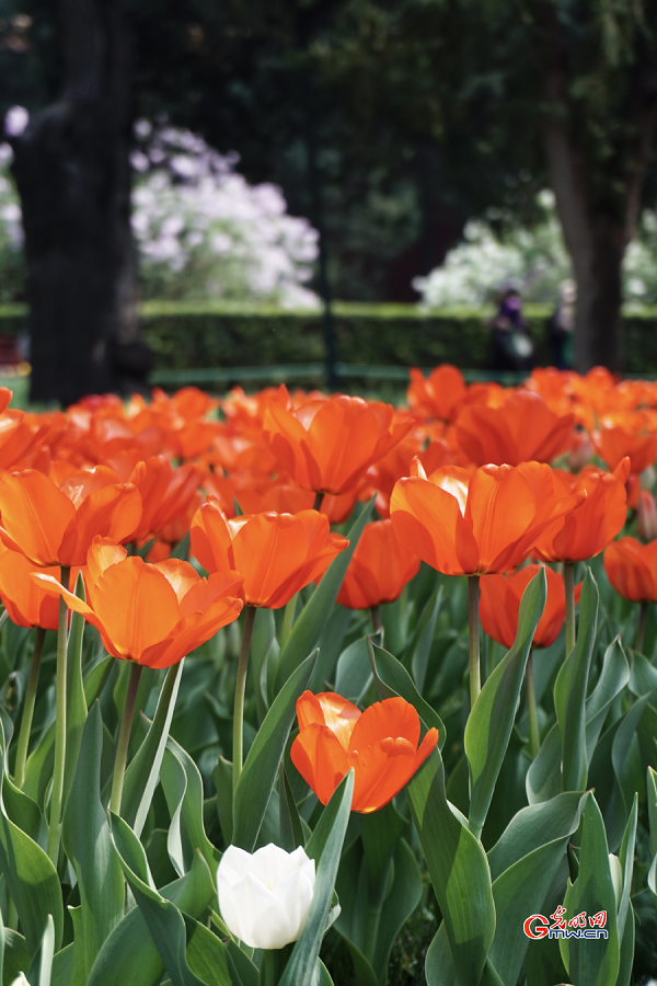 Tulip Festival held at Zhongshan Park, Beijing