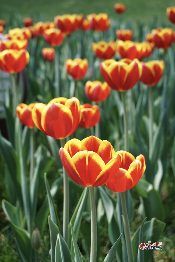 Tulip Festival held at Zhongshan Park, Beijing