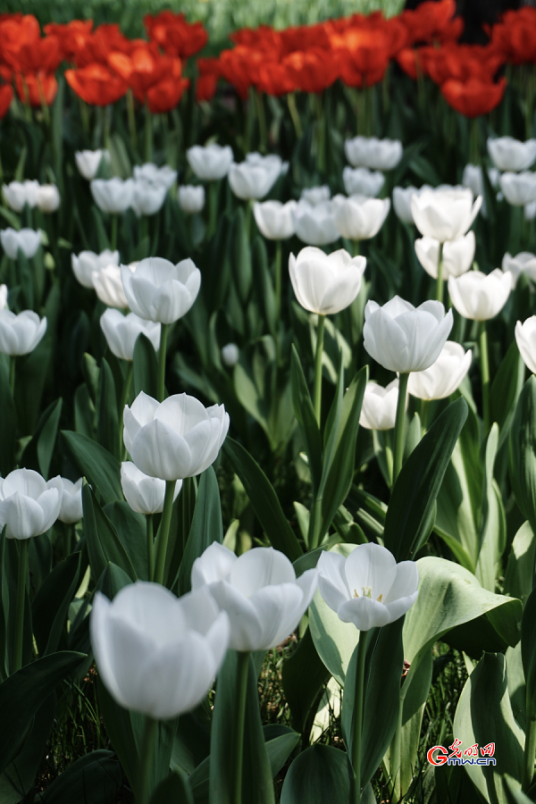 Tulip Festival held at Zhongshan Park, Beijing