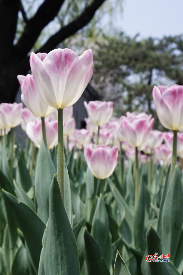 Tulip Festival held at Zhongshan Park, Beijing