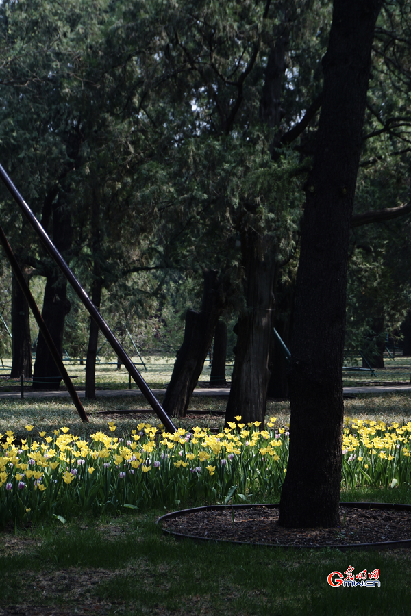 Tulip Festival held at Zhongshan Park, Beijing