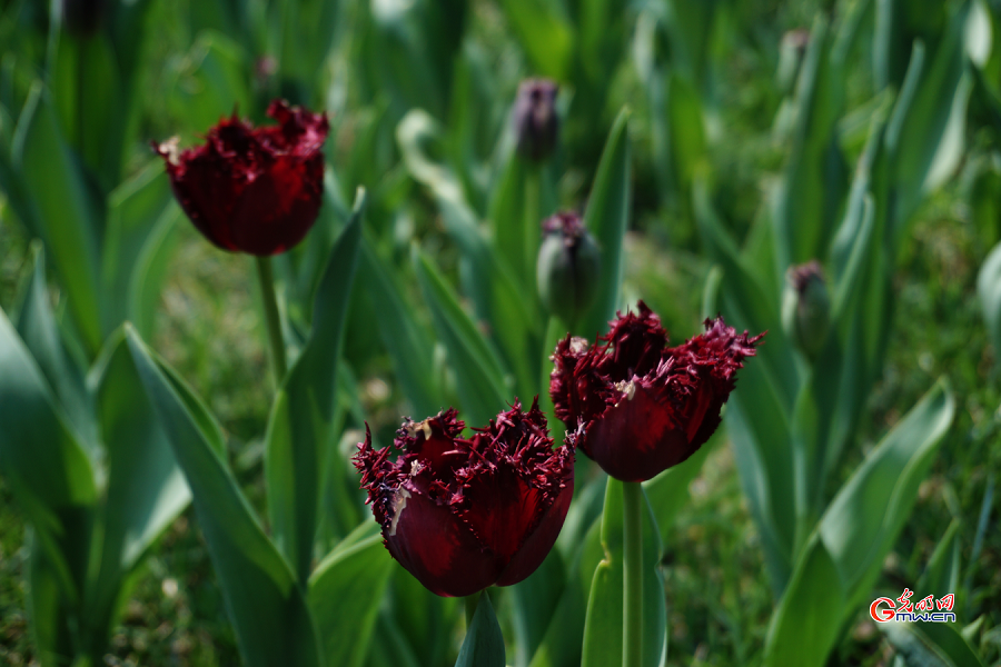 Tulip Festival held at Zhongshan Park, Beijing