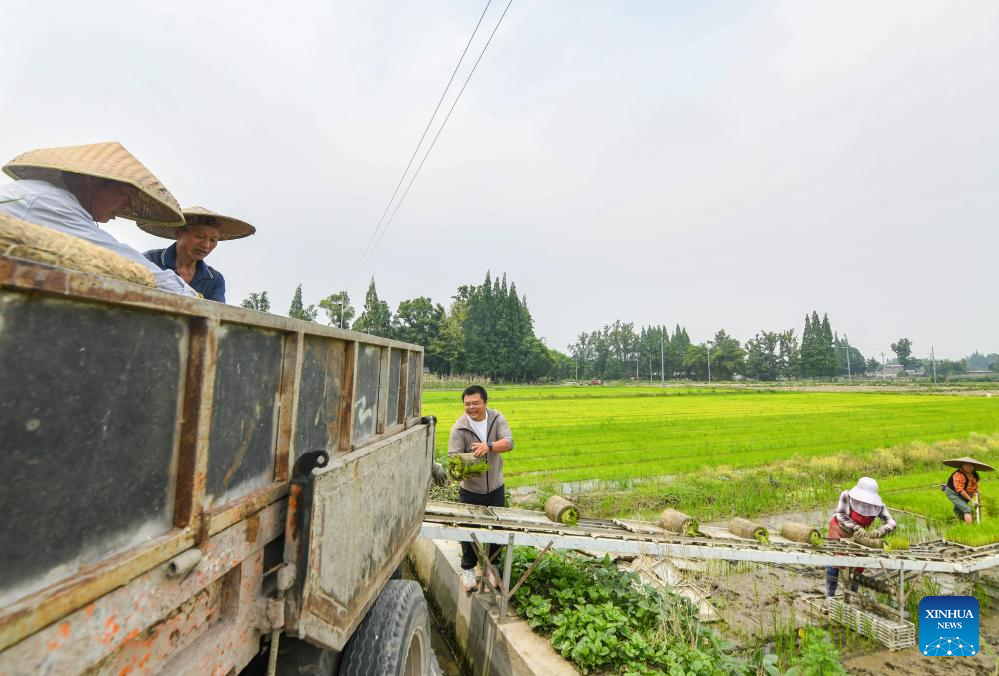 Young farmer uses modern technology to empower traditional agriculture in SW China