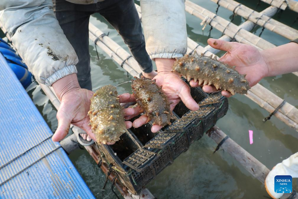 China's Fujian accelerates development of mariculture
