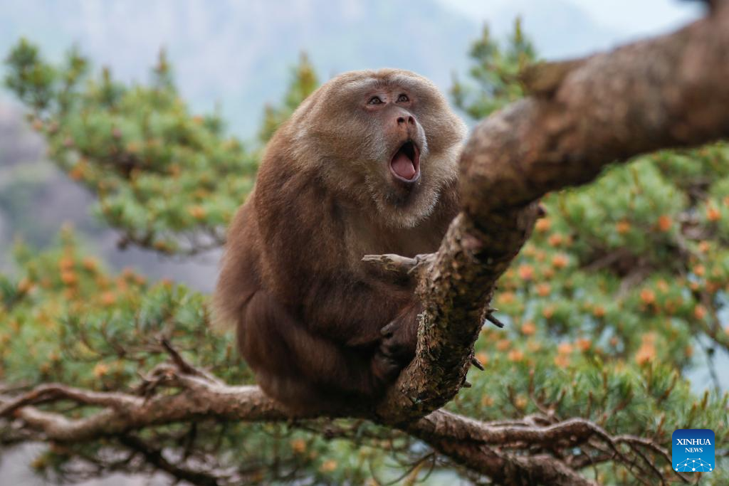 Huangshan stump-tailed macaque seen in China's Anhui