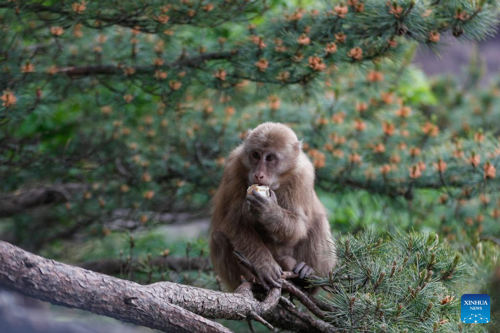 Huangshan stump-tailed macaque seen in China's Anhui