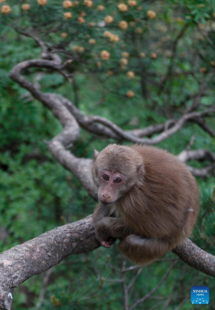 Huangshan stump-tailed macaque seen in China's Anhui