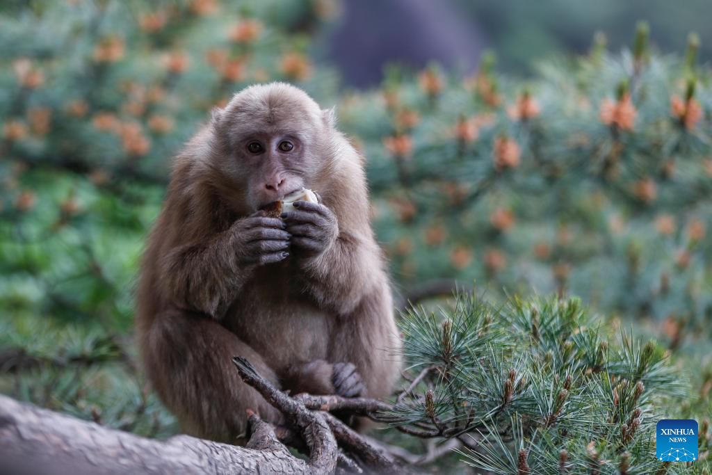 Huangshan stump-tailed macaque seen in China's Anhui