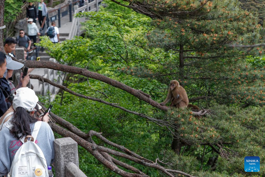 Huangshan stump-tailed macaque seen in China's Anhui