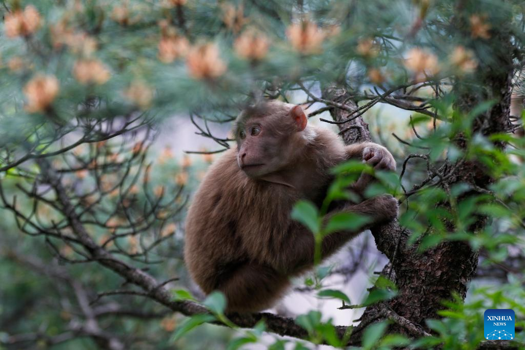 Huangshan stump-tailed macaque seen in China's Anhui