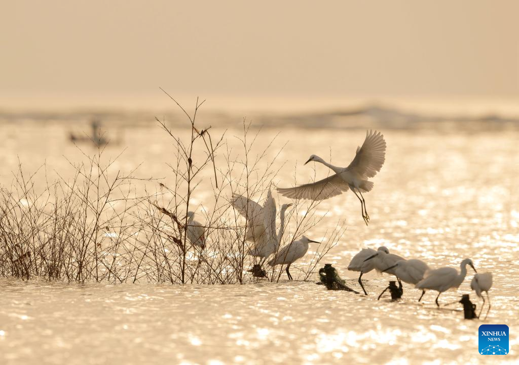 China's Fujian records about 600 migratory bird species