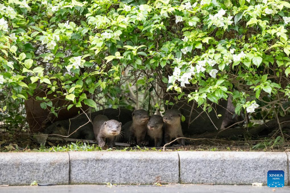 World Otter Day celebrated in Singapore