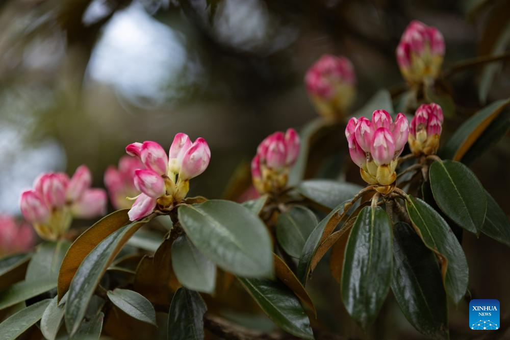 Scenery of azalea blossoms on summit of Mount Emei, SW China