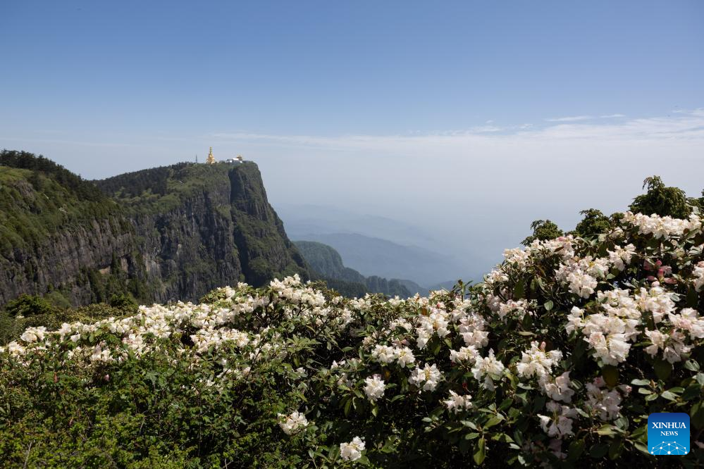 Scenery of azalea blossoms on summit of Mount Emei, SW China