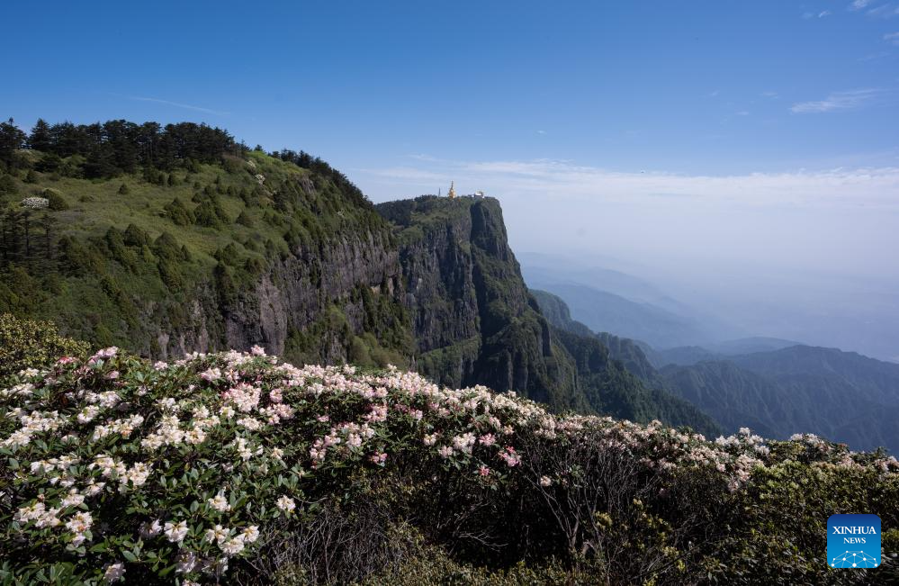 Scenery of azalea blossoms on summit of Mount Emei, SW China