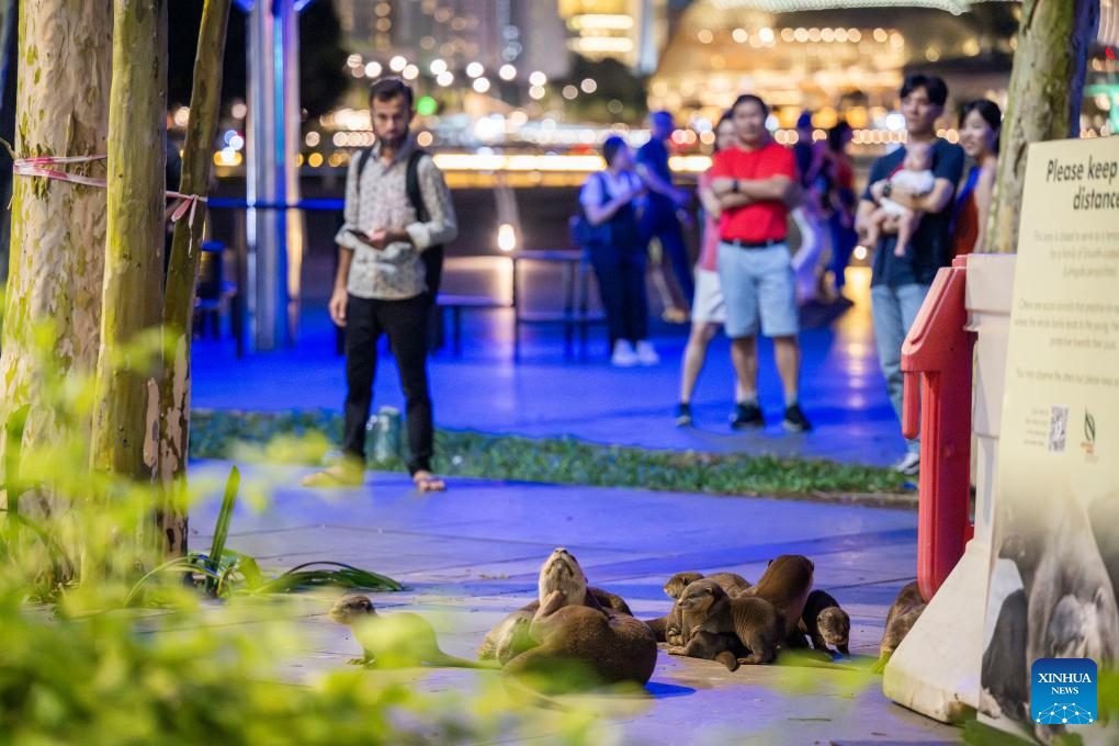 World Otter Day celebrated in Singapore