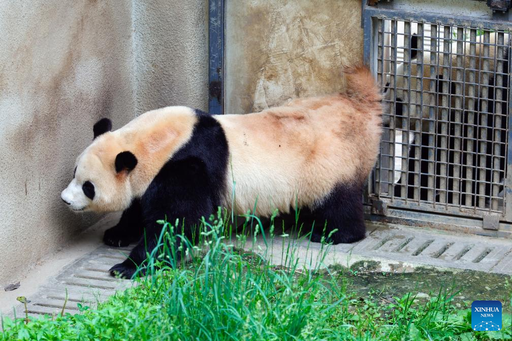 Shenshuping giant panda base helps Fu Bao adapt to new environment in China's Sichuan