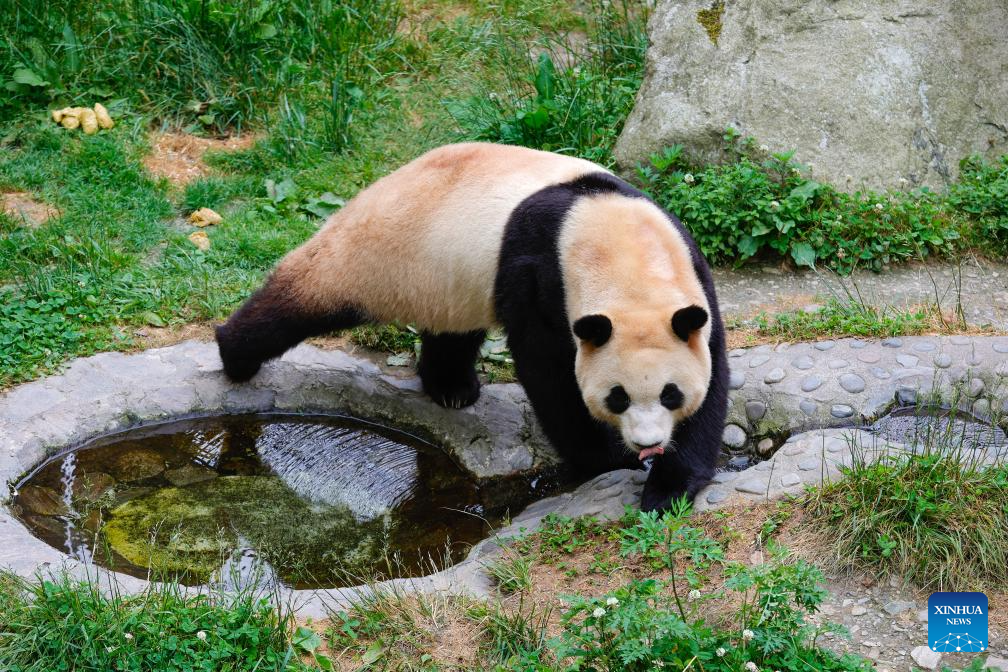 Shenshuping giant panda base helps Fu Bao adapt to new environment in China's Sichuan