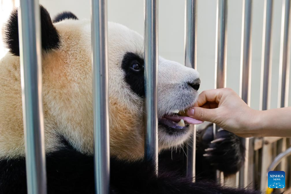 Shenshuping giant panda base helps Fu Bao adapt to new environment in China's Sichuan