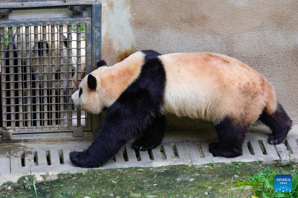 Shenshuping giant panda base helps Fu Bao adapt to new environment in China's Sichuan