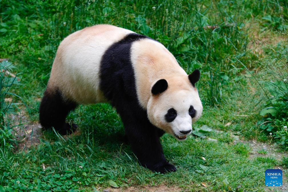 Shenshuping giant panda base helps Fu Bao adapt to new environment in China's Sichuan