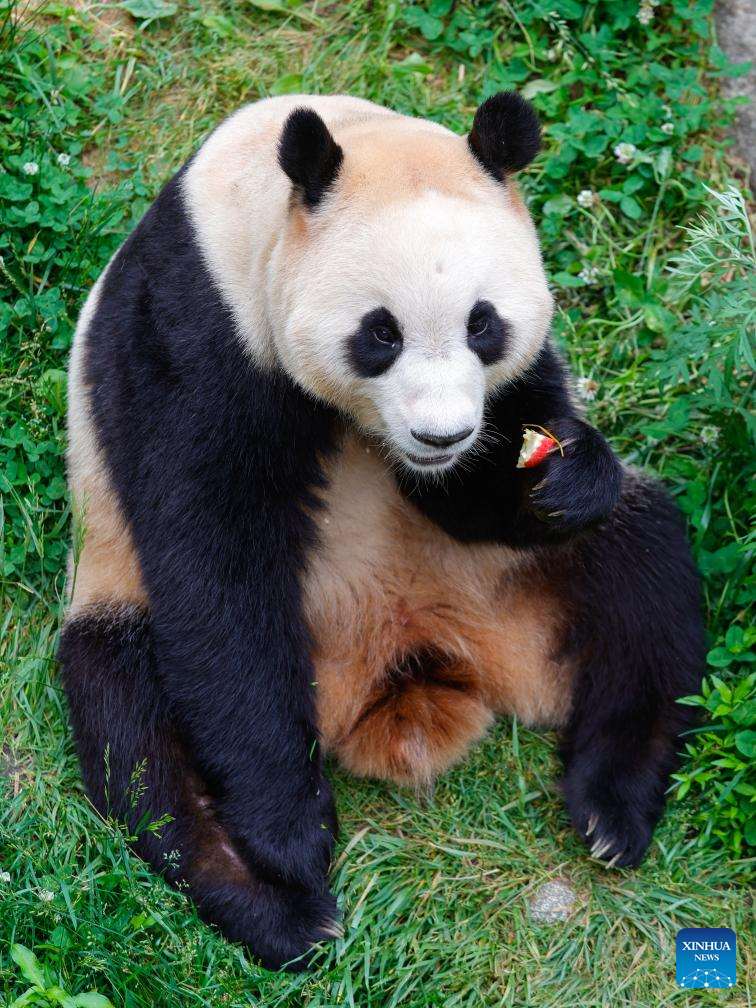 Shenshuping giant panda base helps Fu Bao adapt to new environment in China's Sichuan