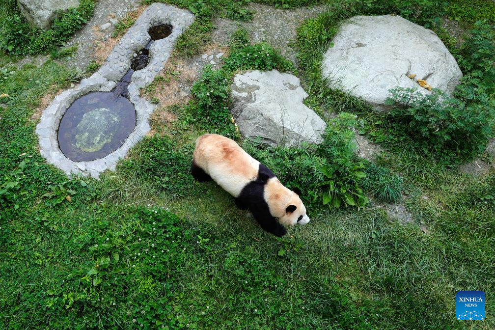 Shenshuping giant panda base helps Fu Bao adapt to new environment in China's Sichuan