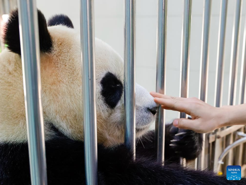 Shenshuping giant panda base helps Fu Bao adapt to new environment in China's Sichuan