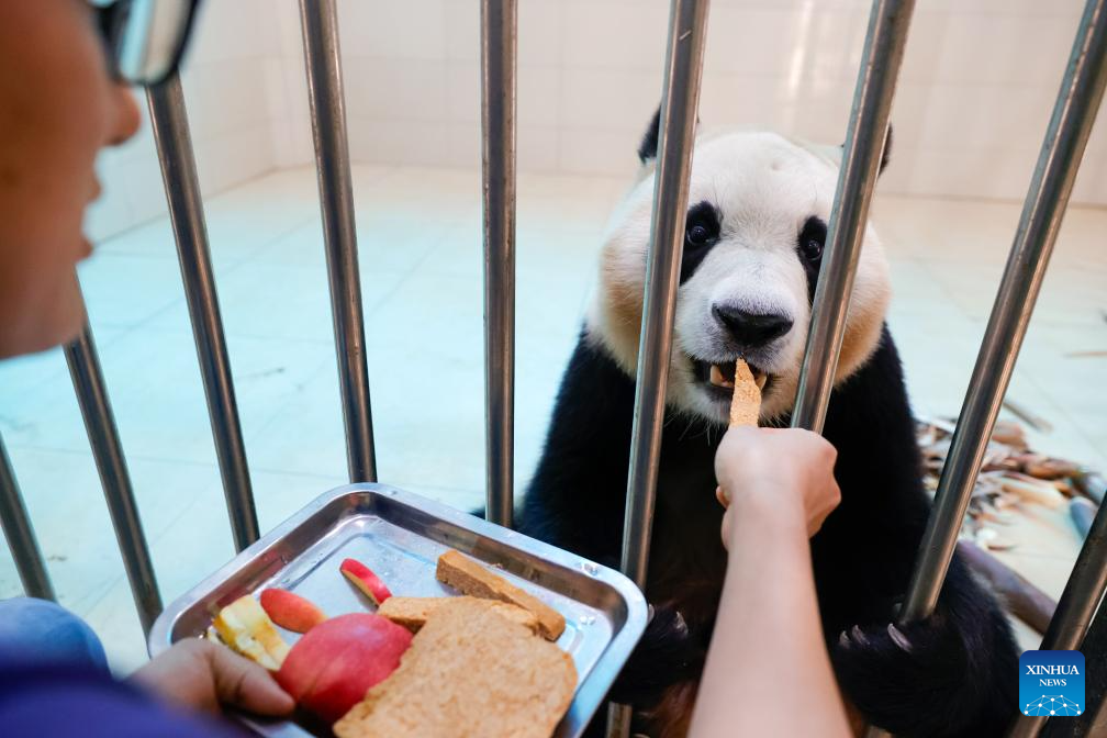 Shenshuping giant panda base helps Fu Bao adapt to new environment in China's Sichuan