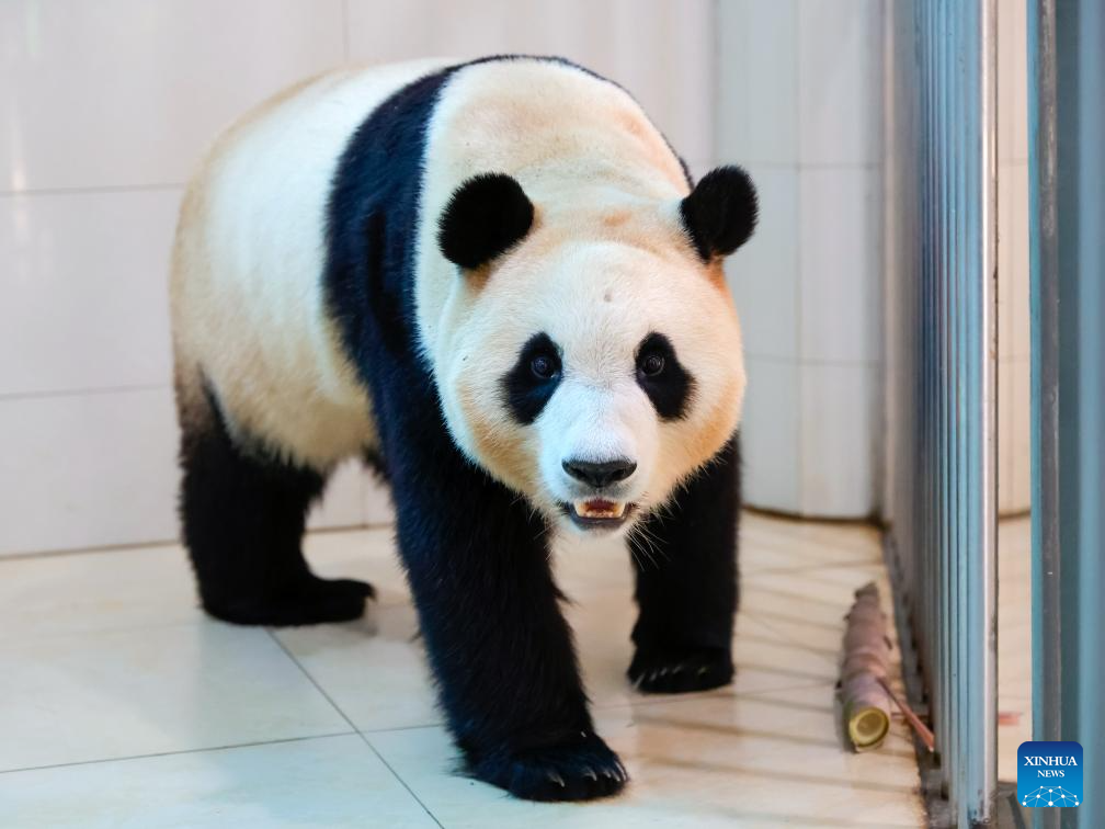 Shenshuping giant panda base helps Fu Bao adapt to new environment in China's Sichuan