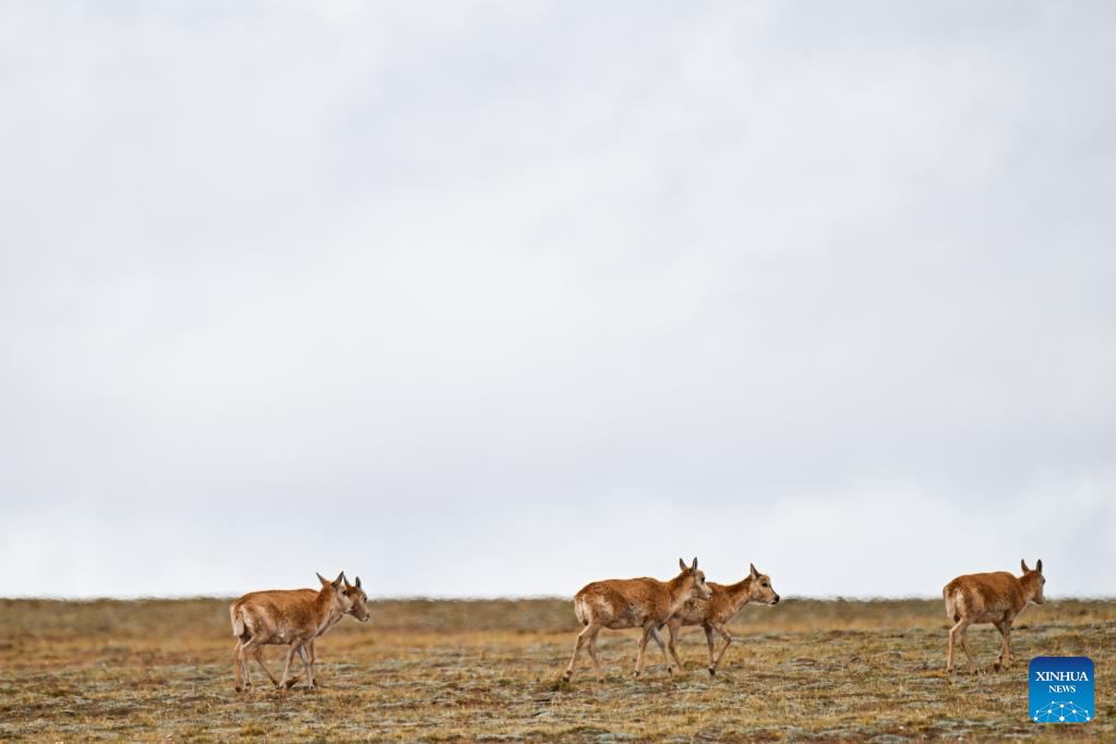 Peak season arrives for Tibetan antelope migration to Hoh Xil