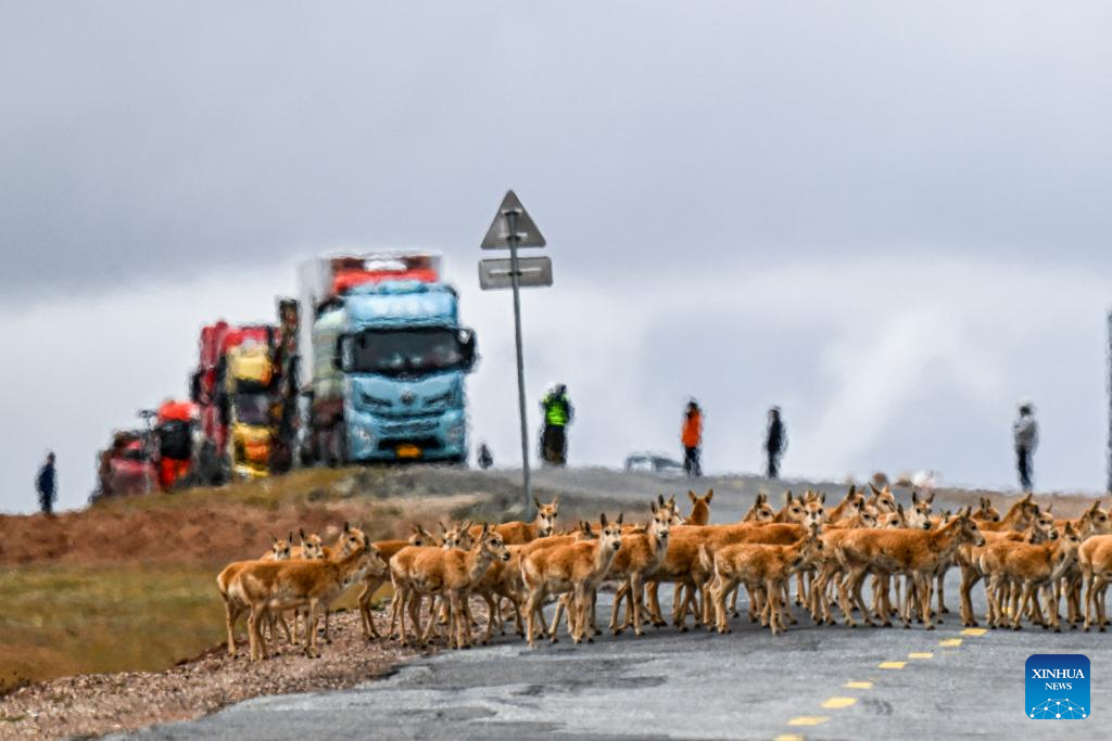 Peak season arrives for Tibetan antelope migration to Hoh Xil