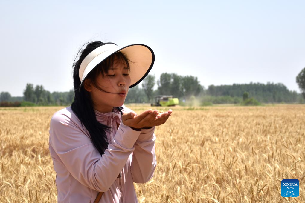 Pic story: female operator aids villagers with combine harvester