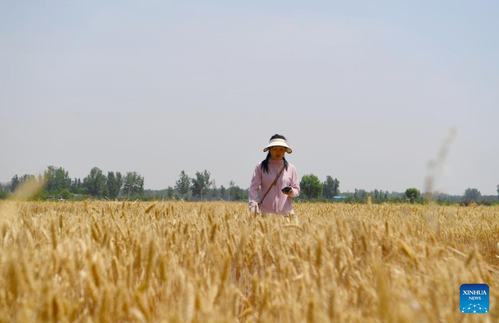 Pic story: female operator aids villagers with combine harvester