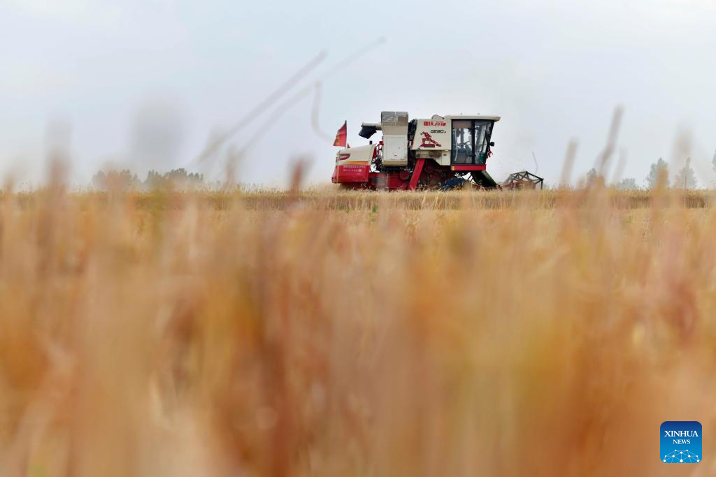 Wheat harvested in town of Jining, E China