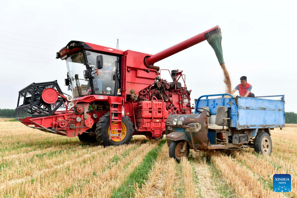 Wheat harvested in town of Jining, E China